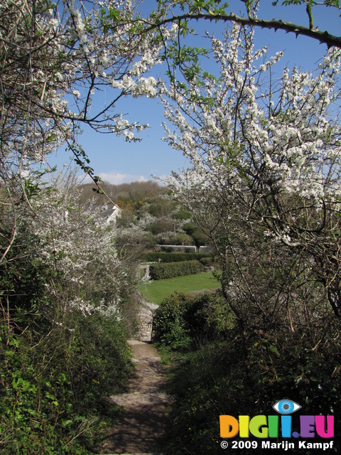 SX05232 Path framed by Blackthorn - Sloe (Prunus spinosa)